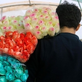 برداشت گل رز در سبزوار