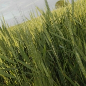 طبیعت روستای ایزی