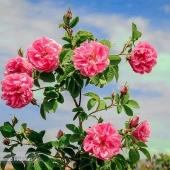 برداشت گل محمدی در سبزوار