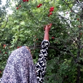 برداشت آلوچه در روستای پادر